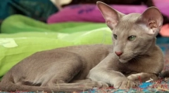 Orientalska mačka (orientalska)